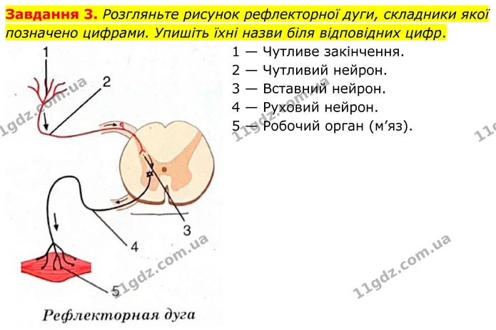 Стор. 14 — 3 — ГДЗ робочий зошит Біологія 8 клас Андерсон — ГДЗ робочий зошит Біологія 8 клас Андерсон