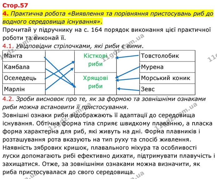 4. Практична робота «Виявлення та порівняння пристосувань риб до водного середовища існування». — ГДЗ робочий зошит Біологія 7 клас Тагліна