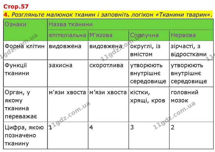 4. Розгляньте малюнок тканин і заповніть логікон «Тканини тварин». — ГДЗ робочий зошит Біологія 7 клас Кулініч