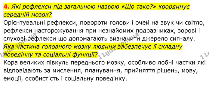 4. Які рефлекси під загальною назвою «Що таке?» координує середній мозок? — ГДЗ Біологія 8 клас Балан