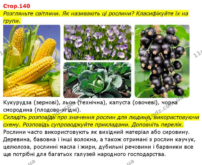 Розгляньте світлини. Як називають ці рослини? Класифікуйте їх на групи. — ГДЗ Я досліджую світ 3 клас Гільберг 1-2 ч.
