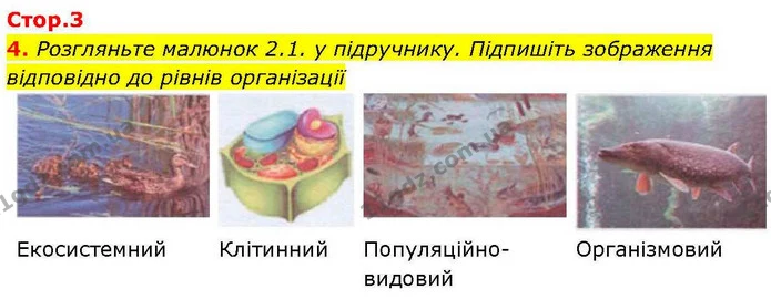 4. Розгляньте малюнок 2.1. у підручнику. Підпишіть зображення відповідно до рівнів організації — ГДЗ робочий зошит Біологія 7 клас Кулініч