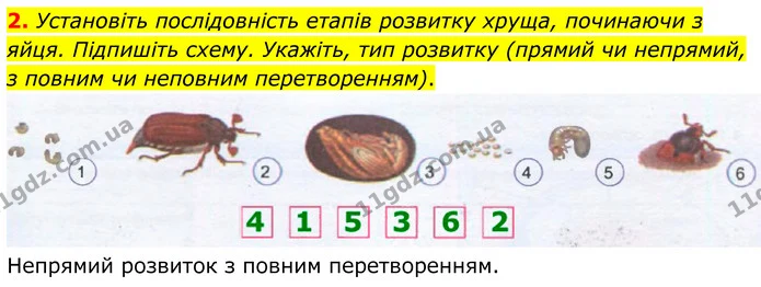 2. Установіть послідовність етапів розвитку хруща, починаючи з яйця. Підпишіть схему. Укажіть, тип розвитку (прямий чи непрямий, з — ГДЗ робочий зошит Біологія 7 клас Кулініч