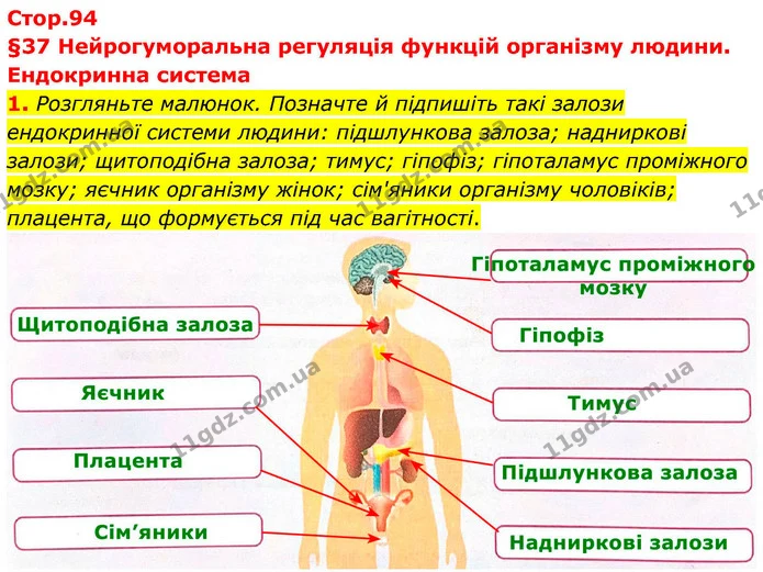 1. Розгляньте малюнок. Позначте й підпишіть такі залози ендокринної системи людини: підшлункова залоза; надниркові залози; щитоподібна — ГДЗ Робочий зошит Біологія 8 клас Тагліна (2025)