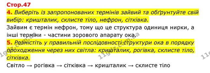 4. Виберіть із запропонованих термінів зайвий та обґрунтуйте свій вибір: кришталик, склисте тіло, нефрон, сітківка. — ГДЗ Робочий зошит Біологія 8 клас Задорожний