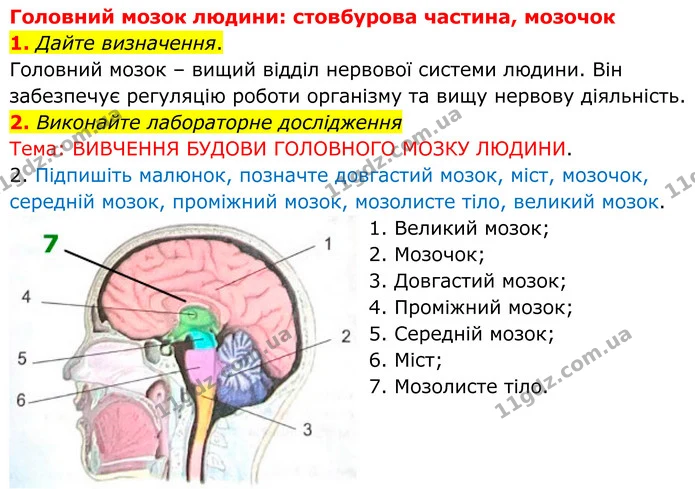 1. Дайте визначення. — ГДЗ Робочий зошит Біологія 8 клас Кулініч