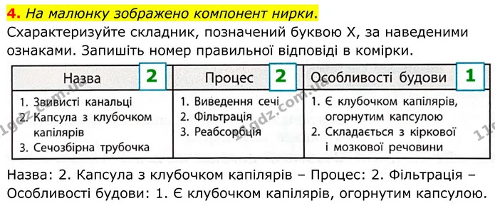 1. Позначте й підпишіть на малюнку назви тих органів сечовидільної системи людини, які ви знаєте. — частина 4 — ГДЗ Робочий зошит Біологія 8 клас Тагліна (2025)