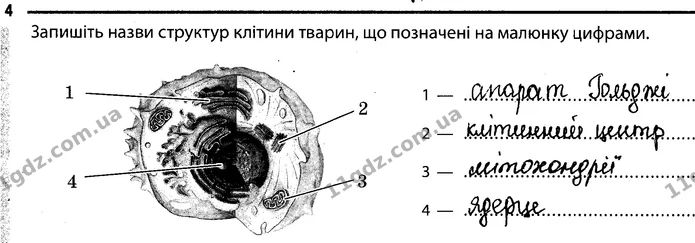 4 — ГДЗ Робочий зошит Біологія 7 клас Задорожний — ГДЗ Робочий зошит Біологія 7 клас Задорожний