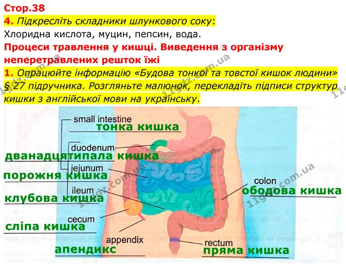 4. Підкресліть складники шлункового соку: — ГДЗ Робочий зошит Біологія 8 клас Кулініч