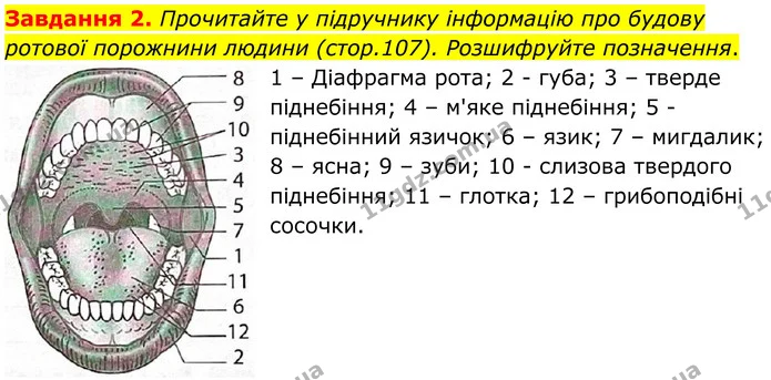 Стор. 54 — 2 — ГДЗ Робочий зошит біологія 8 клас Мирна — ГДЗ Робочий зошит біологія 8 клас Мирна