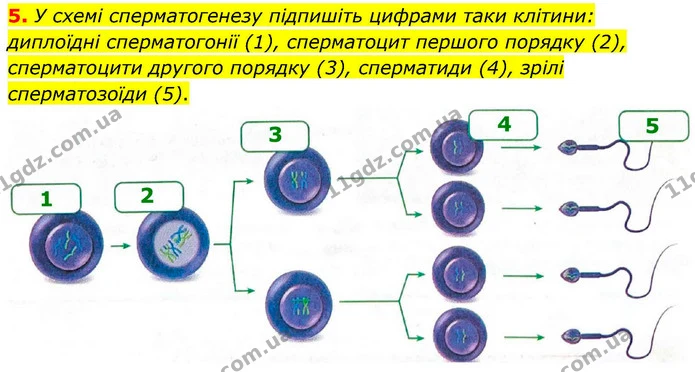 1. Розгляньте малюнки. Підпишіть ті компоненти будови сперматозоїда та яйцеклітини, які ви знаєте. — частина 5 — ГДЗ Робочий зошит Біологія 8 клас Тагліна (2025)