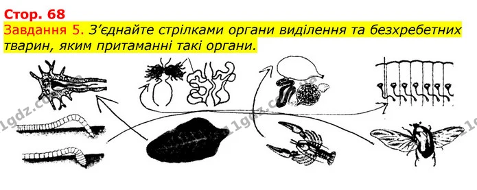 Стор. 68 — 5 — ГДЗ Робочий зошит з Біології 7 клас Яременко — ГДЗ Робочий зошит з Біології 7 клас Яременко