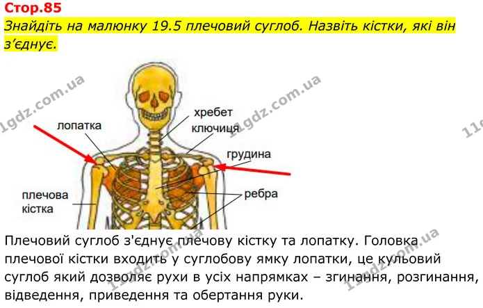 1. Як змінюється з віком з'єднання кісток черепа та тазового поясу? — ГДЗ Біологія 8 клас Балан