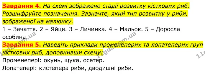 4. На схемі зображено стадії розвитку кісткових риб. Розшифруйте позначення. Зазначте, який тип розвитку у риби, зображеної на малюнку. — ГДЗ Робочий зошит Біологія 7 клас Мирна 2024
