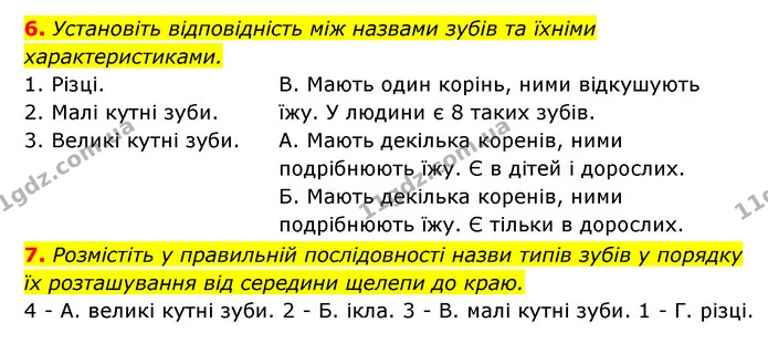 6. Установіть відповідність між назвами зубів та їхніми характеристиками. — ГДЗ Робочий зошит Біологія 8 клас Задорожний