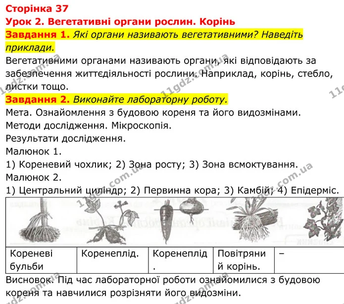 1. Які органи називають вегетативними? Наведіть приклади. — ГДЗ Робочий зошит Біологія 7 клас Мирна 2024
