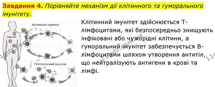 Стор. 82 — 4 — ГДЗ Робочий зошит біологія 8 клас Мирна — ГДЗ Робочий зошит біологія 8 клас Мирна