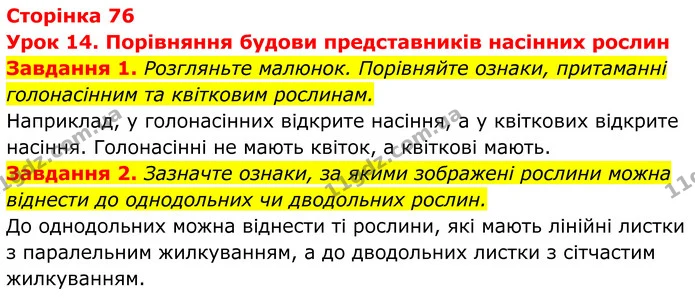 1. Розгляньте малюнок. Порівняйте ознаки, притаманні голонасінним та квітковим рослинам. — ГДЗ Робочий зошит Біологія 7 клас Мирна 2024
