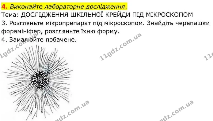 4. Виконайте лабораторне дослідження. — ГДЗ робочий зошит Біологія 7 клас Кулініч