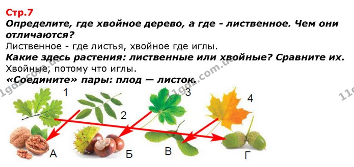 Определите, где хвойное дерево, а где - лиственное. Чем они отличаются? — ГДЗ Я исследую мир 1 класс Гильберг