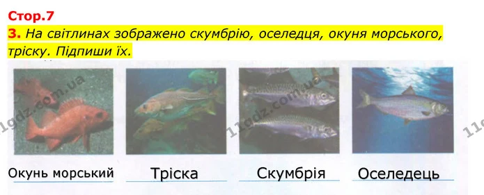 3. На світлинах зображено скумбрію, оселедця, окуня морського, тріску. Підпиши їх. — ГДЗ Робочий зошит Я досліджую світ 4 клас Гільберг