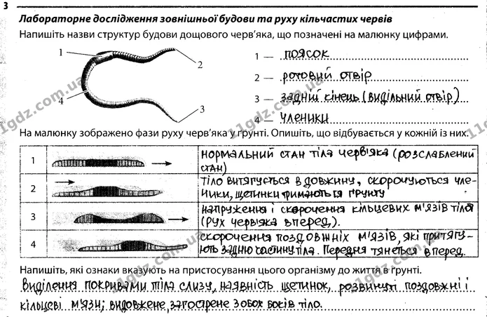 3. Напишіть назви структур будови дощового черв'яка, що позначені на малюнку цифрами. — ГДЗ Робочий зошит Біологія 7 клас Задорожний
