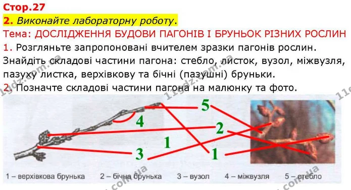 Стор. 27 — Стр.27 (2.1) — ГДЗ робочий зошит Біологія 7 клас Кулініч — ГДЗ робочий зошит Біологія 7 клас Кулініч