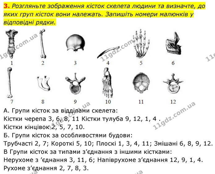 3. Розгляньте зображення кісток скелета людини та визначте, до яких груп кісток вони належать. Запишіть номери малюнків у відповідні — ГДЗ Робочий зошит Біологія 8 клас Задорожний