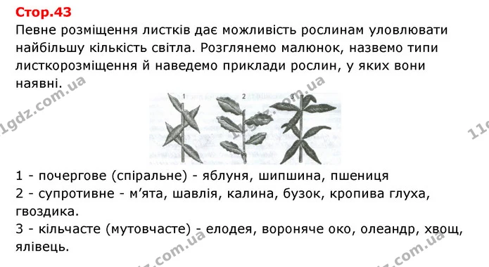 Стор. 43 — 1 — ГДЗ Робочий зошит Біологія 6 клас Соболь — ГДЗ Робочий зошит Біологія 6 клас Соболь