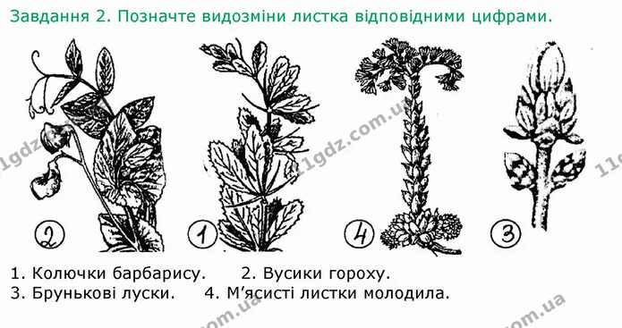 Стор. 33 — 2 — ГДЗ Робочий зошит Біологія 6 клас Мечник — ГДЗ Робочий зошит Біологія 6 клас Мечник