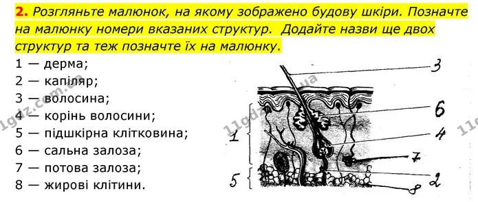 2. Розгляньте малюнок, на якому зображено будову шкіри. Позначте на малюнку номери вказаних структур. Додайте назви ще двох структур та — ГДЗ Робочий зошит Біологія 8 клас Задорожний