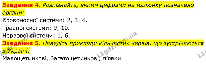 4. Розпізнайте, якими цифрами на малюнку позначено органи: — ГДЗ Робочий зошит Біологія 7 клас Мирна 2024