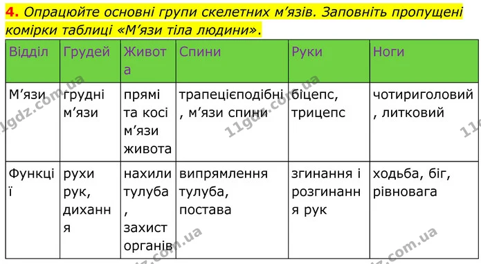 4. Опрацюйте основні групи скелетних м’язів. Заповніть пропущені комірки таблиці «М’язи тіла людини». — ГДЗ Робочий зошит Біологія 8 клас Кулініч