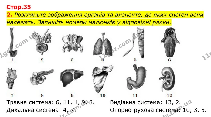 2. Розгляньте зображення органів та визначте, до яких систем вони належать. Запишіть номери малюнків у відповідні рядки. — ГДЗ Робочий зошит Біологія 8 клас Задорожний