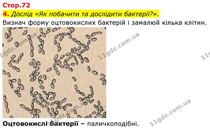 4. Дослід «Як побачити та дослідити бактерії?». — ГДЗ робочий зошит Біологія 7 клас Тагліна