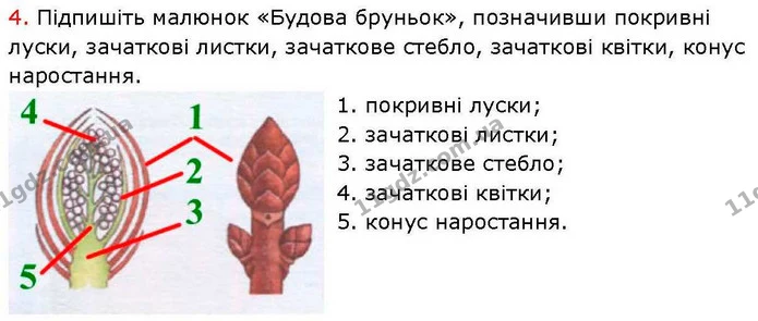 Стор. 27 — Стр.27 (2.4) — ГДЗ робочий зошит Біологія 7 клас Кулініч — ГДЗ робочий зошит Біологія 7 клас Кулініч