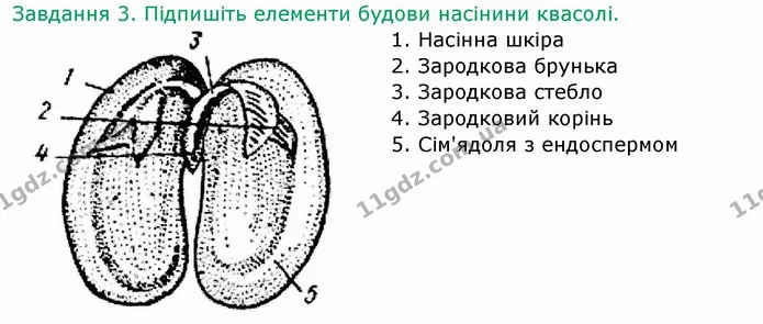 Стор. 39 — 3 — ГДЗ Робочий зошит Біологія 6 клас Мечник — ГДЗ Робочий зошит Біологія 6 клас Мечник