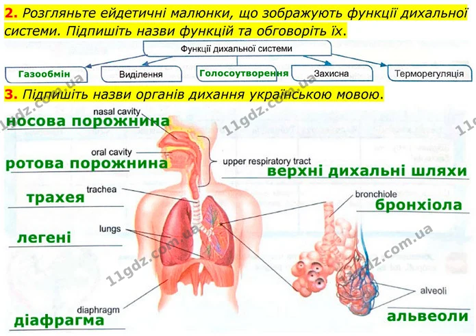 2. Розгляньте ейдетичні малюнки, що зображують функції дихальної системи. Підпишіть назви функцій та обговоріть їх. — ГДЗ Робочий зошит Біологія 8 клас Кулініч