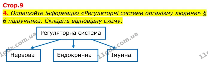 4. Опрацюйте інформацію «Регуляторні системи організму людини» § 6 підручника. Складіть відповідну схему. — ГДЗ Робочий зошит Біологія 8 клас Кулініч