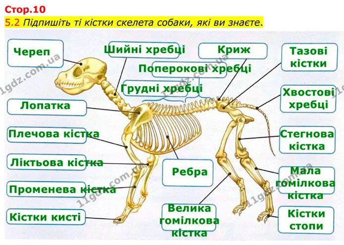 §3 (5.2) — ГДЗ Робочий зошит Біологія 8 клас Тагліна (2025) — ГДЗ Робочий зошит Біологія 8 клас Тагліна (2025)