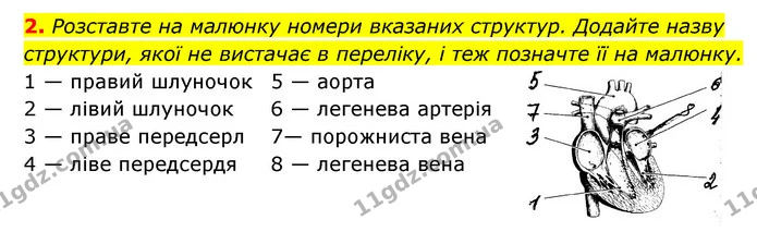 2. Розставте на малюнку номери вказаних структур. Додайте назву — ГДЗ Робочий зошит Біологія 8 клас Задорожний