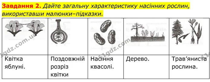 2. Дайте загальну характеристику насінних рослин, використавши малюнки–підказки. — ГДЗ Робочий зошит Біологія 7 клас Мирна 2024