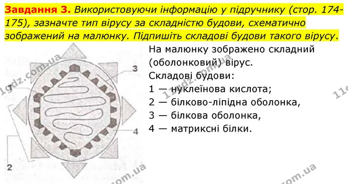 Стор. 84 — 3 — ГДЗ Робочий зошит біологія 8 клас Мирна — ГДЗ Робочий зошит біологія 8 клас Мирна