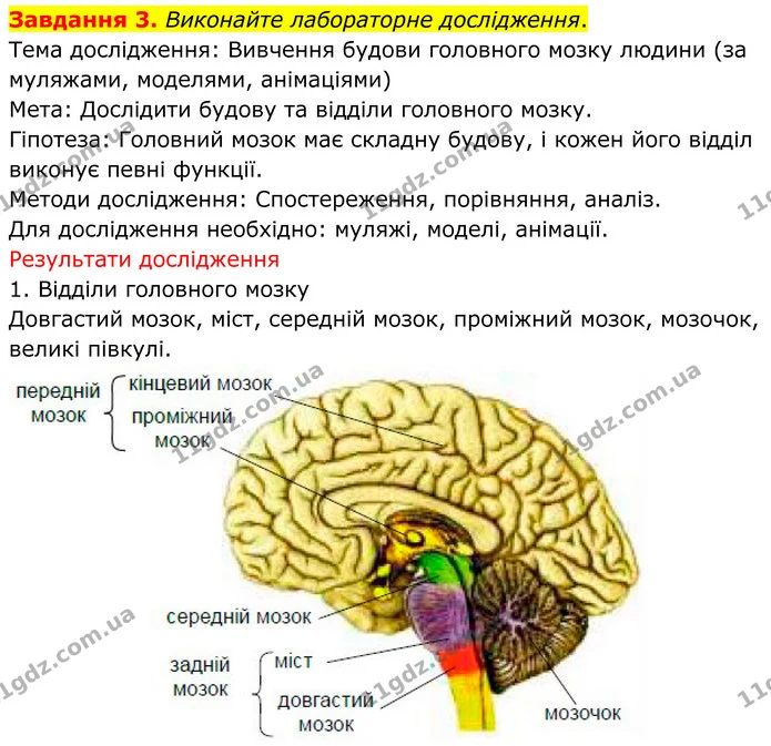 Стор. 23 — Стр.23 (3.1) — ГДЗ Робочий зошит біологія 8 клас Мирна — ГДЗ Робочий зошит біологія 8 клас Мирна