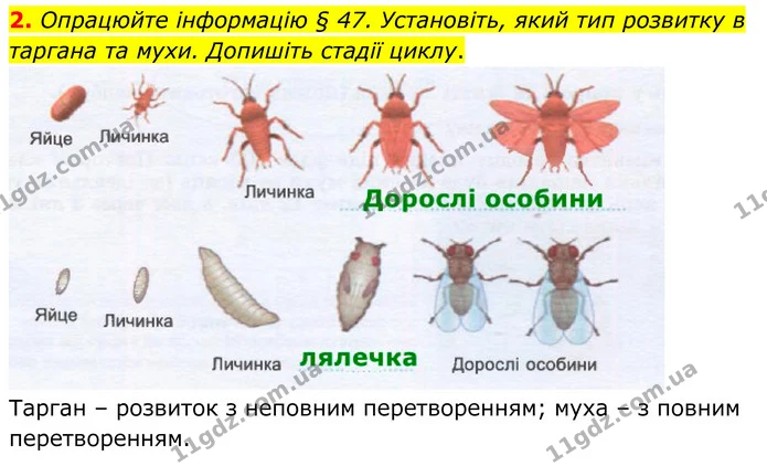2. Опрацюйте інформацію § 47. Установіть, який тип розвитку в таргана та мухи. Допишіть стадії циклу. — ГДЗ робочий зошит Біологія 7 клас Кулініч