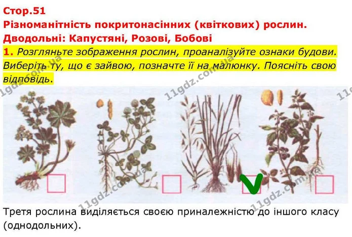 1. Розгляньте зображення рослин, проаналізуйте ознаки будови. Виберіть ту, що є зайвою, позначте її на малюнку. Поясніть свою — ГДЗ робочий зошит Біологія 7 клас Кулініч