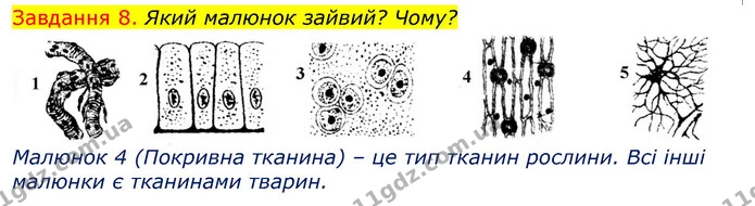 Стор. 8 — 8 — ГДЗ Робочий зошит з Біології 7 клас Яременко — ГДЗ Робочий зошит з Біології 7 клас Яременко