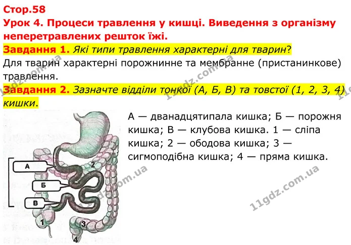 Стор. 58 — 1-2 — ГДЗ Робочий зошит біологія 8 клас Мирна — ГДЗ Робочий зошит біологія 8 клас Мирна