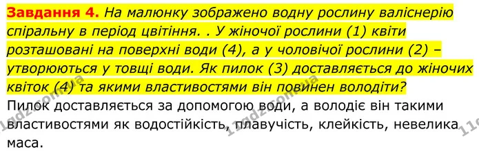 4. На малюнку зображено водну рослину валіснерію спіральну в період цвітіння. . У жіночої рослини (1) квіти розташовані на поверхні — ГДЗ Робочий зошит Біологія 7 клас Мирна 2024