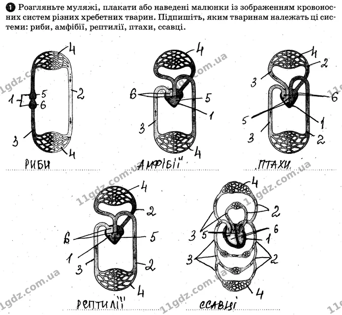 Пр.4 (1-2) — ГДЗ Робочий зошит Біологія 7 клас Задорожний — ГДЗ Робочий зошит Біологія 7 клас Задорожний